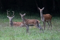 cerf (4)